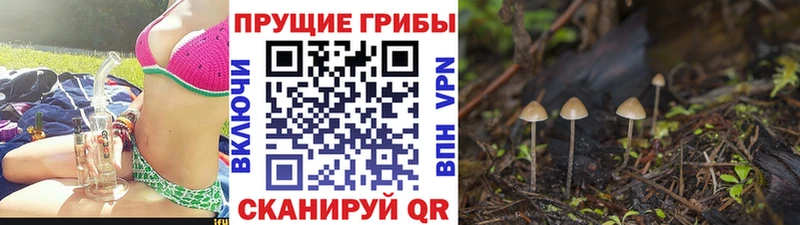 площадка состав  Александровск  Псилоцибиновые грибы мухоморы  где продают наркотики 